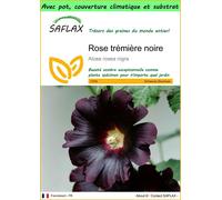 SAFLAX Garden to go - Rose trémière noire - 100 graines - Alcea
