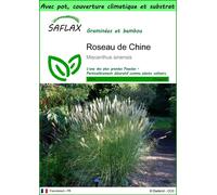 SAFLAX Garden to go - Roseau de Chine - 200 graines - Miscanthus