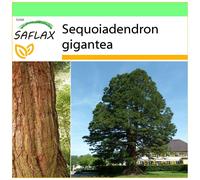 SAFLAX - Garden to go - Séquoia géant - 50 graines - Avec pot, couvercle climatique et substrat de culture - Sequoiadendron gigantea