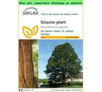 SAFLAX Garden to go - Séquoia géant - 50 graines - Sequoiadendron