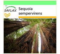 SAFLAX - Garden to go - Séquoia sempervirens - 50 graines - Avec pot, couvercle climatique et substrat de culture - Sequoia sempervirens