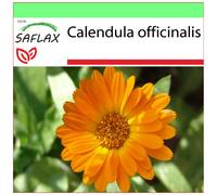 SAFLAX - Garden to go - Souci - 50 graines - Avec pot, couvercle climatique et substrat de culture - Calendula officinalis