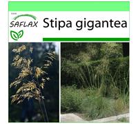 SAFLAX - Garden to go - Stipa géante - 10 graines - Avec pot, couvercle climatique et substrat de culture - Stipa gigantea