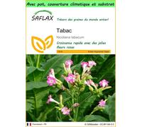 SAFLAX Garden to go - Tabac - 250 graines - Nicotiana