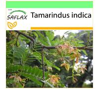 SAFLAX - Garden to go - Tamarinier - Dattier d'Inde - 4 graines - Avec pot, couvercle climatique et substrat de culture - Tamarindus indica