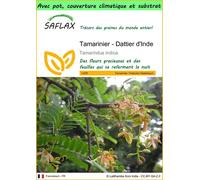 SAFLAX Garden to go - Tamarinier - Dattier d'Inde - 4 graines - Tamarindus