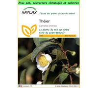 SAFLAX Garden to go - Théier - 6 graines - Camellia