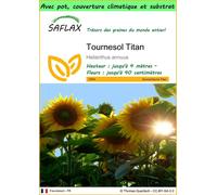 SAFLAX Garden to go - Tournesol Titan - 20 graines - Helianthus