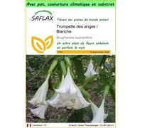 SAFLAX Garden to go - Trompette des anges / Blanche - 10 graines - Brugmansia