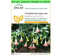 SAFLAX Garden to go - Trompette des anges rose - 10 graines - Brugmansia