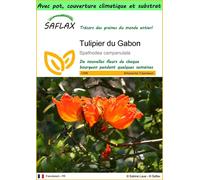 SAFLAX Garden to go - Tulipier du Gabon - 30 graines - Spathodea