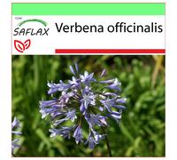 SAFLAX - Garden to go - Verveine - 250 graines - Avec pot, couvercle climatique et substrat de culture - Verbena officinalis