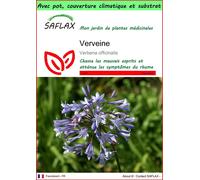 SAFLAX Garden to go - Verveine - 250 graines - Verbena