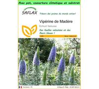 SAFLAX Garden to go - Vipérine de Madère - 100 graines - Echium