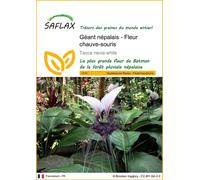 SAFLAX - Géant népalais - Fleur chauve-souris - 10 graines - Tacca nevia white