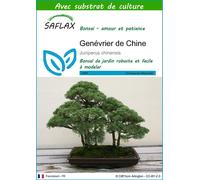 SAFLAX - Genévrier de Chine - 30 graines - Avec substrat - Juniperus