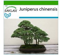 SAFLAX - Genévrier de Chine - 30 graines - Avec substrat - Juniperus chinensis