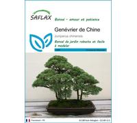 SAFLAX - Genévrier de Chine - 30 graines - Juniperus