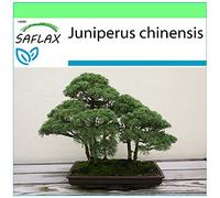 SAFLAX - Genévrier de Chine - 30 graines - Juniperus chinensis