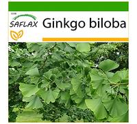 SAFLAX - Ginkgo - 4 graines - Avec substrat - Ginkgo biloba