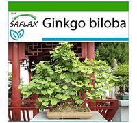 SAFLAX - Ginkgo - 4 graines - Avec substrat - Ginkgo biloba