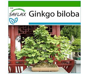 SAFLAX - Ginkgo - 4 graines - Avec substrat - Ginkgo biloba