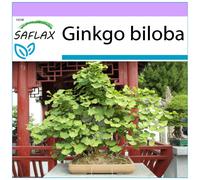 SAFLAX - Ginkgo - 4 graines - Ginkgo biloba