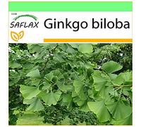 SAFLAX - Ginkgo - 4 graines - Ginkgo biloba