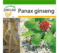 SAFLAX - Ginseng - 10 graines - Avec substrat - Panax ginseng