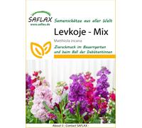 Saflax Giroflée des Jardins - 1 sachet