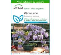 SAFLAX - Glycine arbre - 15 graines - Avec substrat - Bolusanthus