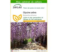 SAFLAX - Glycine arbre - 15 graines - Avec substrat - Bolusanthus