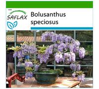 SAFLAX - Glycine arbre - 15 graines - Avec substrat - Bolusanthus