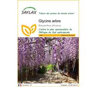 SAFLAX - Glycine arbre - 10 graines - Bolusanthus africanus