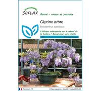 SAFLAX - Glycine arbre - 15 graines - Bolusanthus speciosus