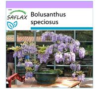 SAFLAX - Glycine arbre - 15 graines - Bolusanthus speciosus