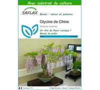 SAFLAX - Glycine de Chine - 4 graines - Avec substrat - Wisteria