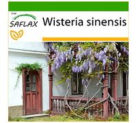 SAFLAX - Glycine de Chine - 4 graines - Avec substrat - Wisteria sinensis