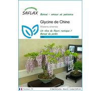 SAFLAX - Glycine de Chine - 4 graines - Wisteria