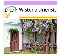 SAFLAX - Glycine de Chine - 4 graines - Wisteria sinensis