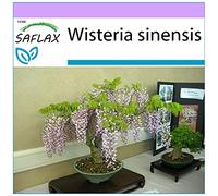 SAFLAX - Glycine de Chine - 4 graines - Wisteria sinensis