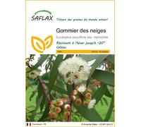 SAFLAX - Gommier des neiges - 250 graines - Eucalyptus