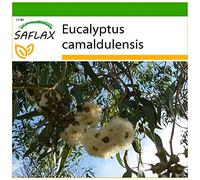SAFLAX - Gommier des rivières - 200 graines - Avec substrat - Eucalyptus camaldulensis