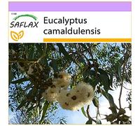 SAFLAX - Gommier des rivières - 200 graines - Eucalyptus camaldulensis