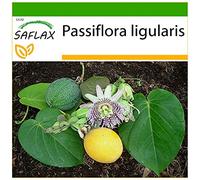 SAFLAX - Grenadelle - 20 graines - Avec substrat - Passiflora ligularis