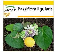 SAFLAX - Grenadelle - 20 graines - Passiflora ligularis