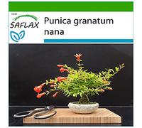SAFLAX - Grenadier nain - 50 graines - Avec substrat - Punica granatum nana