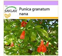 SAFLAX - Grenadier nain - 50 graines - Punica granatum nana