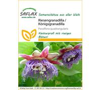 SAFLAX - Grenadille géante - 12 graines - Passiflora quadrangularis