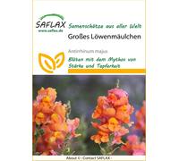 Saflax Gueule-de-loup - 1 sachet